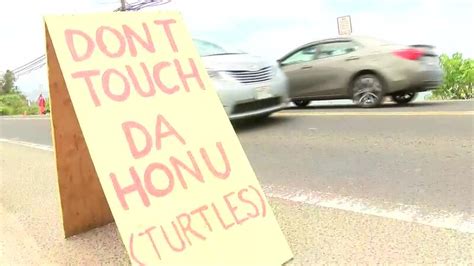 State Adds Patrols To End Tourist Harassment Of Sea Turtles On Popular North Shore Beach