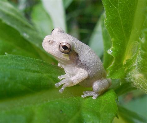 Maryland Biodiversity Project Copes Gray Treefrog Hyla Chrysoscelis