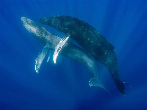 Humpback Whale Sex Observed For The First Time Ever Between Two Males Cs News Live