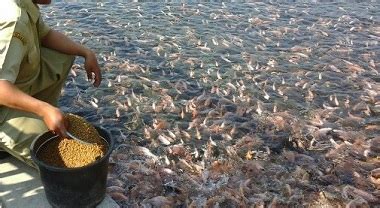 Ikan nila, kumpulan artikel ikan nila, informasi seputar ikan nila 2. Bahan Pakan Ikan Nila Ini Bisa Menjadi Alternatif Pengganti Pelet