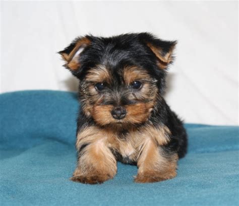 I need help finding a reasonably priced yorkie puppy. yorkie puppies for sale near me at - Gina Yorkies home