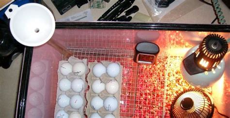 Making A Homemade Incubators 20 Ideas For Hatching Eggs The Poultry Guide