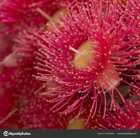 Red Flowers Gum Tree Eucalyptus Phytocarpa Hybrid Australian Native