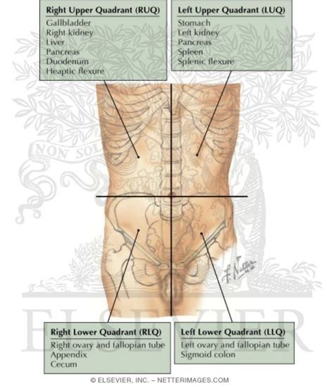 Maybe you would like to learn more about one of these? Quadrants of Abdomen