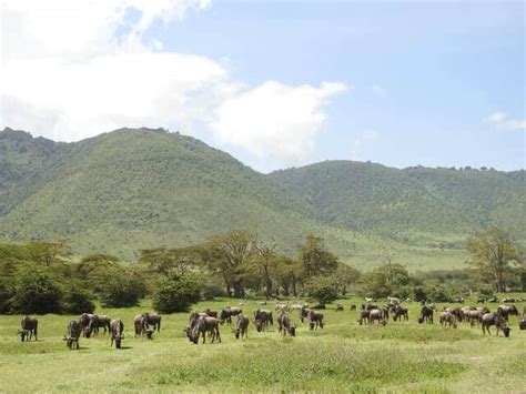 ᐉ Los 10 Mejores Safaris De África Intriper