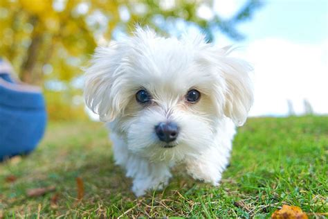 What Is The Temperament Of A Maltese Dog