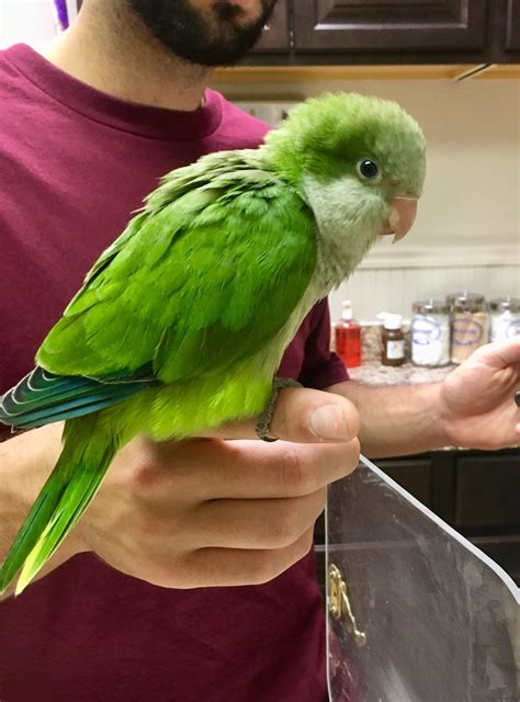 Our Little Rescue Quaker Parrot As A Baby Look At That Little Puff