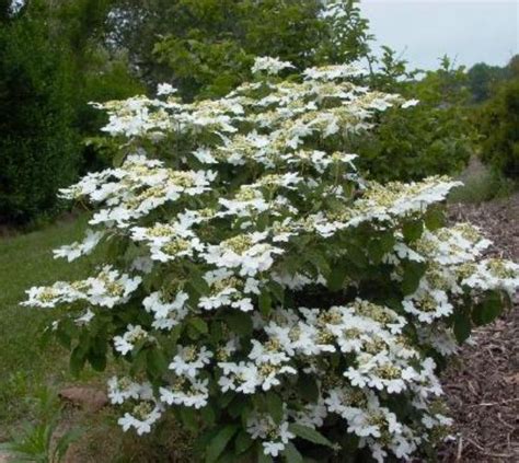 Viburnum Plicatum Var Tomentosum ‘summer Snowflake Kiefer Nursery