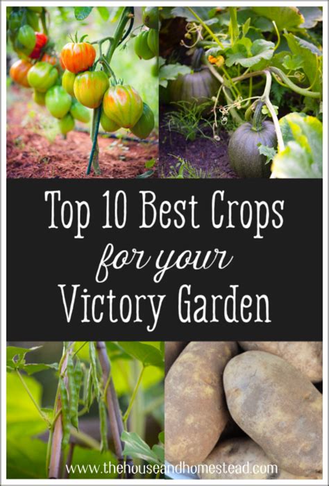 Top 10 Best Crops To Grow In A Victory Garden The House And Homestead