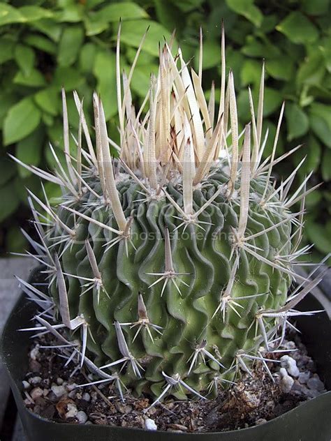 There are many nice photographs of many many succulent plants. Stenocactus Confusion - CactiGuide.com