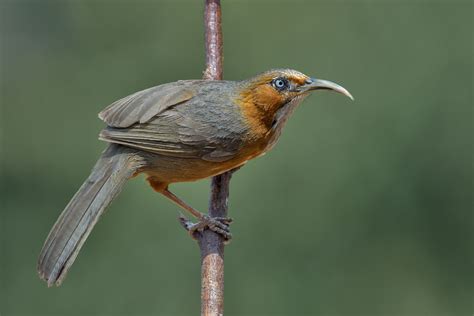 Uttarakhand Birds Uttarakhandi