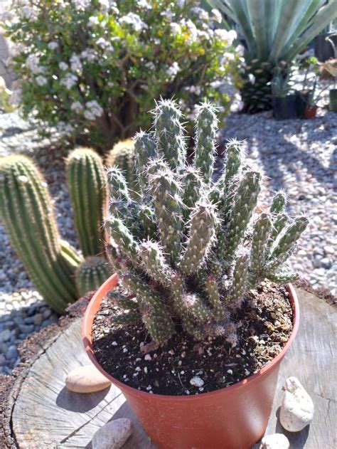 Huge Mini Cholla Cylindropuntia Cluster Cactus Etsy