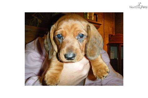 Debbie's dachshund puppies offers luxury, one in a million puppies of the highest quality and standards dachshunds. Dachshund, Mini puppy for sale near Peoria, Illinois ...