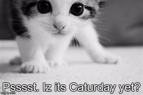 Image Tagged In Is Its Caturday Kitten Imgflip