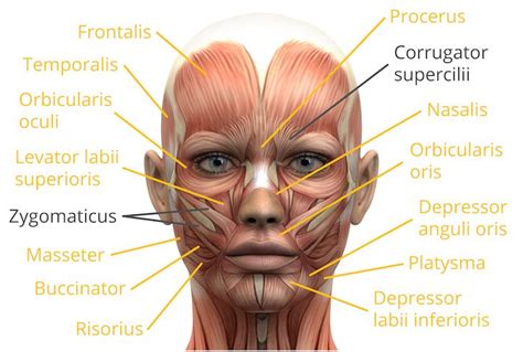 Usually derived from latin, a muscle's name often tells you something about the muscle, such as its location, origin. Pin on Facial Anatomy