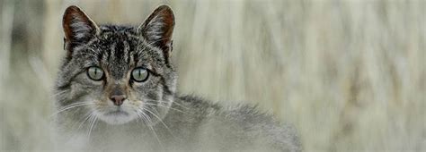 Assessing Hybridization Between Wildcat And Domestic Cat The