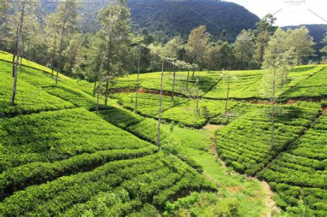 Tea Plantationsri Lanka High Quality Nature Stock Photos Creative