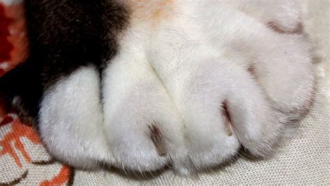 Why Do So Many Cats Have Extra Toes Cattime