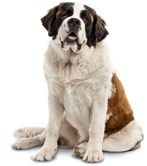 St Bernard Golden Retriever Smooth Collie Puppy Dog Breed Dogs Png