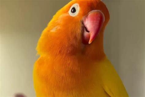 Memelihara Burung Lovebird Yang Menarik Untuk Di Rumah Ini Tips