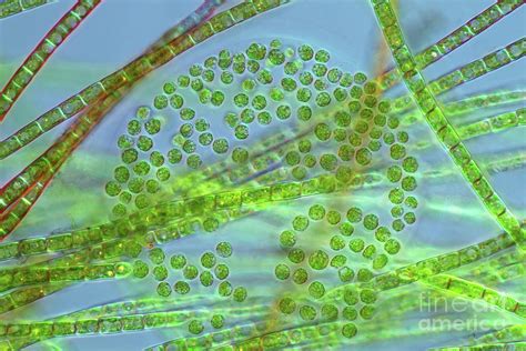 Colonial Green And Filamentous Algae Photograph By Marek Misscience