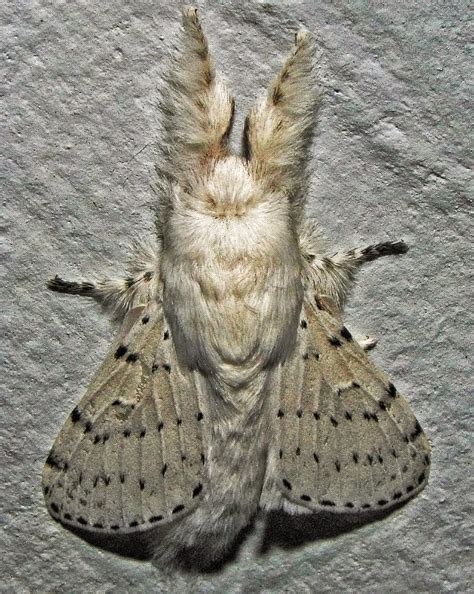 When people first see this animal they think it's not real or maybe photoshopped. VENEZUELAN POODLE MOTH photos - wallpapers (ανανεωμένο ...