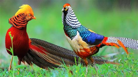 Beautiful Golden Pheasants And Wading Birds Youtube
