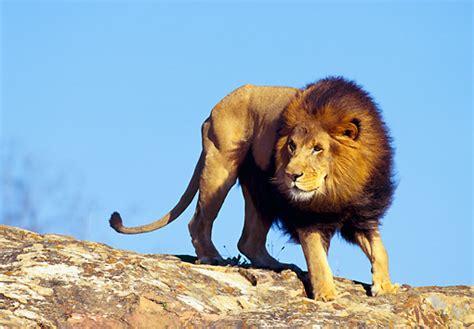 Male Lion Standing On Top Of Rock Mountain Looking Around Blue Sky