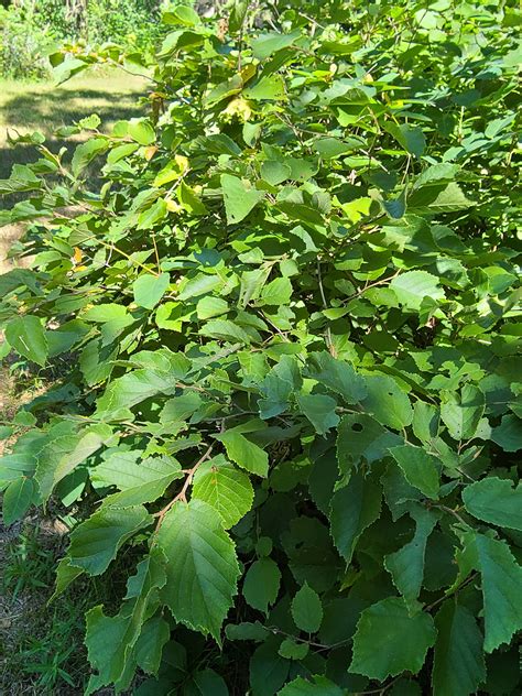 American Hazelnut Corylus Americana Chisago Swcd