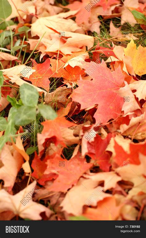 Autumn Leaves Image And Photo Free Trial Bigstock