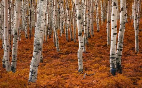 Birch Forest In Autumn By Miles Morgan