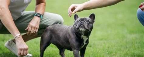 Franse Bulldogs En Hun Verzorging Perfectehondnl 💖