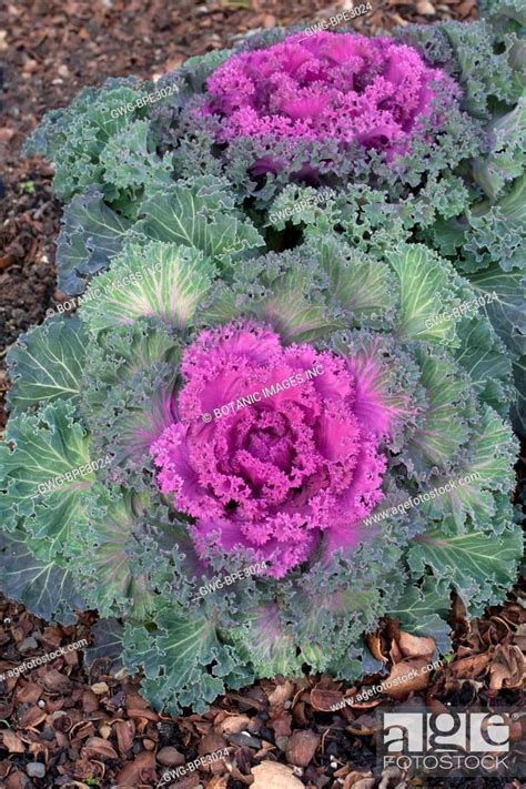 Brassica Oleracea Nagoya Red Kale Stock Photo Picture And Rights