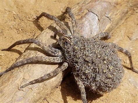 a large spider sitting on top of a piece of wood