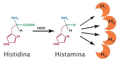 Sintomas Excesso De Histamina No Organismo