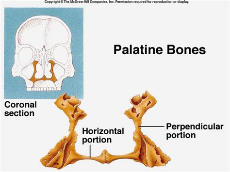 Palatine Bones Human Anatomy And Physiology Anatomy Bones Medical