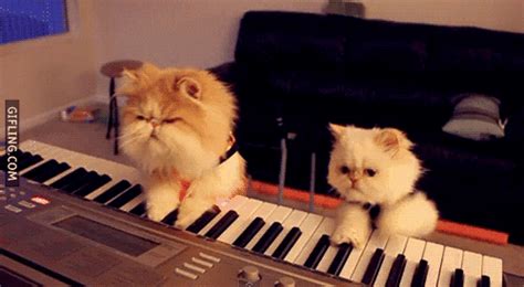 Cat Playing The Piano S Find And Share On Giphy