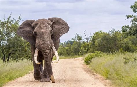 How Long Does An Elephant Live Woody Elephant Sanctuary