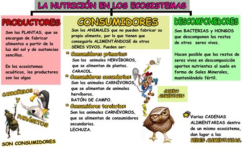 Conocimiento Del Medio 5º Ceip San Antonio Nutrición En Los Ecosistemas