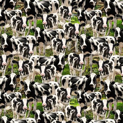 Dairy Cow Fabric Holstein Cows Farm Animal Fabric Timeless Etsy