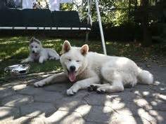 190 Berger Blanc Suisse ideas | white shepherd, white swiss shepherd, dogs