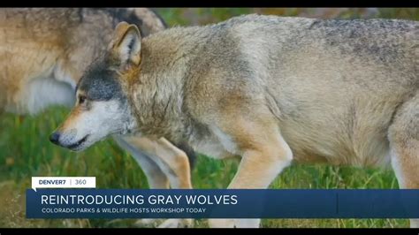 360 Reintroducing Gray Wolves In Colorado Youtube