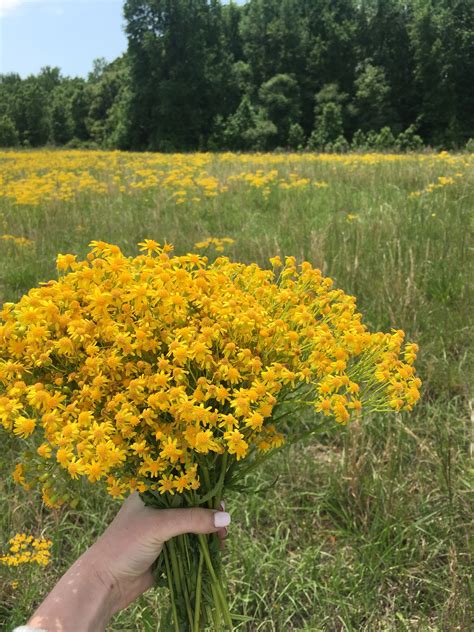 Yellow Flowers That Grow In Fields References Mdqahtani