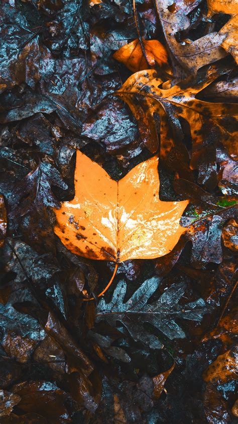 Brown Maple Leaf Maple Leaves Autumn Hd Wallpaper Wallpaper Flare