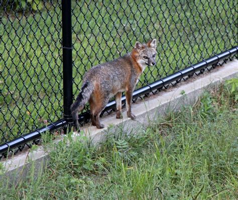 Gray Fox Urocyon Cinereoargenteus Borealis Zoochat