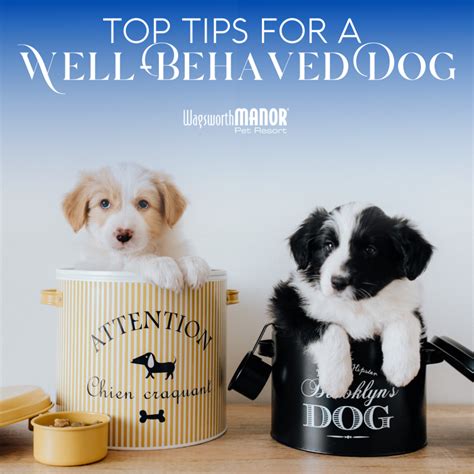 Top Tips For A Well Behaved Dog Wagsworth Manor Pet Resort