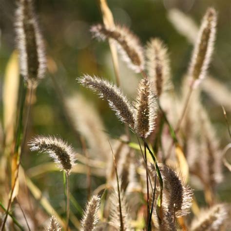Dry Grass Seed Heads Picture | Free Photograph | Photos Public Domain
