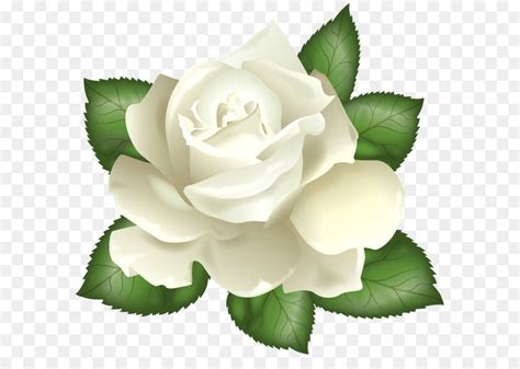 Rose White Flower Clip Art White Rose Transparent Png Clip Art