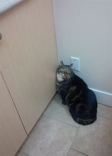 61 Cats Who Just Realized You Took Them To The Vet Bored Panda