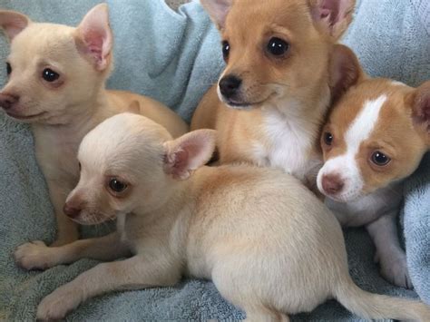 79 Chihuahua Puppies For Sale Under 100 Pic Bleumoonproductions